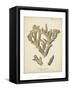 Coral Collection IV-Johann Esper-Framed Stretched Canvas