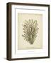 Coral Collection IX-Johann Esper-Framed Art Print