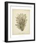 Coral Collection IX-Johann Esper-Framed Art Print