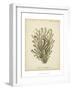 Coral Collection IX-Johann Esper-Framed Art Print