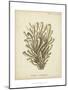 Coral Collection IX-Johann Esper-Mounted Art Print