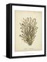 Coral Collection IX-Johann Esper-Framed Stretched Canvas