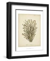 Coral Collection IX-Johann Esper-Framed Art Print
