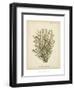 Coral Collection IX-Johann Esper-Framed Art Print