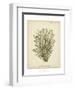 Coral Collection IX-Johann Esper-Framed Art Print