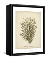 Coral Collection IX-Johann Esper-Framed Stretched Canvas