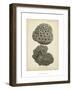 Coral Collection V-Johann Esper-Framed Art Print