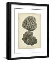 Coral Collection V-Johann Esper-Framed Art Print