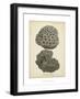 Coral Collection V-Johann Esper-Framed Art Print