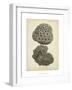 Coral Collection V-Johann Esper-Framed Art Print