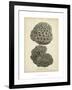 Coral Collection V-Johann Esper-Framed Art Print