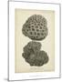 Coral Collection V-Johann Esper-Mounted Art Print