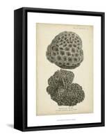 Coral Collection V-Johann Esper-Framed Stretched Canvas