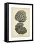 Coral Collection V-Johann Esper-Framed Stretched Canvas