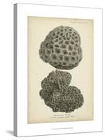 Coral Collection V-Johann Esper-Stretched Canvas
