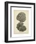 Coral Collection V-Johann Esper-Framed Art Print