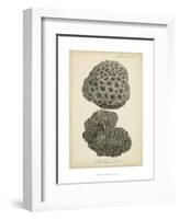 Coral Collection V-Johann Esper-Framed Art Print