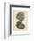 Coral Collection V-Johann Esper-Framed Art Print