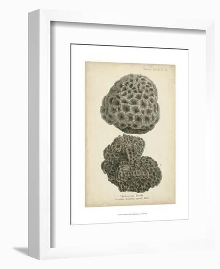 Coral Collection V-Johann Esper-Framed Art Print