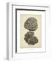 Coral Collection V-Johann Esper-Framed Art Print