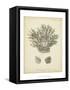 Coral Collection VII-Johann Esper-Framed Stretched Canvas