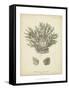 Coral Collection VII-Johann Esper-Framed Stretched Canvas