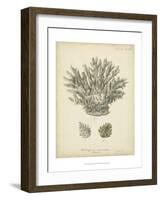 Coral Collection VII-Johann Esper-Framed Art Print