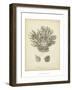 Coral Collection VII-Johann Esper-Framed Art Print