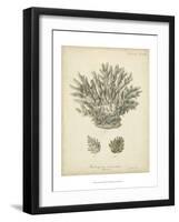 Coral Collection VII-Johann Esper-Framed Art Print