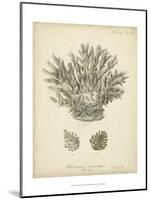 Coral Collection VII-Johann Esper-Mounted Art Print