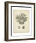 Coral Collection VII-Johann Esper-Framed Art Print