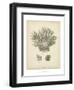 Coral Collection VII-Johann Esper-Framed Art Print