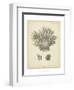 Coral Collection VII-Johann Esper-Framed Art Print