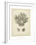 Coral Collection VII-Johann Esper-Framed Art Print