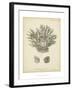 Coral Collection VII-Johann Esper-Framed Art Print