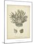 Coral Collection VII-Johann Esper-Mounted Art Print