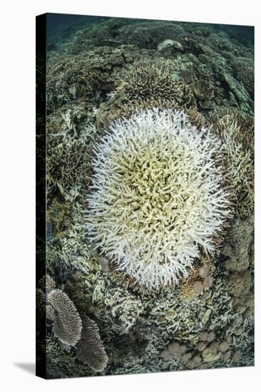 Coral Colonies are Beginning to Bleach on a Reef in Indonesia-Stocktrek Images-Stretched Canvas