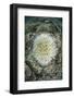 Coral Colonies are Beginning to Bleach on a Reef in Indonesia-Stocktrek Images-Framed Photographic Print