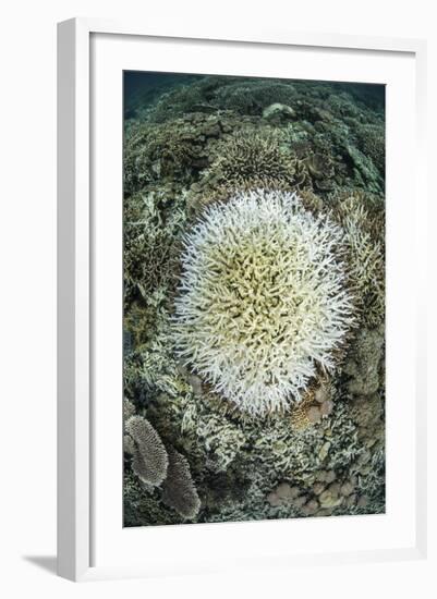 Coral Colonies are Beginning to Bleach on a Reef in Indonesia-Stocktrek Images-Framed Photographic Print