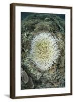 Coral Colonies are Beginning to Bleach on a Reef in Indonesia-Stocktrek Images-Framed Photographic Print