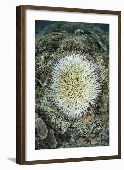 Coral Colonies are Beginning to Bleach on a Reef in Indonesia-Stocktrek Images-Framed Photographic Print