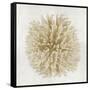 Coral Cream I-Caroline Kelly-Framed Stretched Canvas