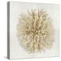 Coral Cream I-Caroline Kelly-Stretched Canvas