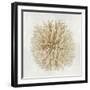 Coral Cream I-Caroline Kelly-Framed Art Print