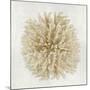 Coral Cream I-Caroline Kelly-Mounted Art Print