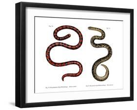 Coral Cylinder Snake-null-Framed Giclee Print