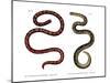 Coral Cylinder Snake-null-Mounted Giclee Print