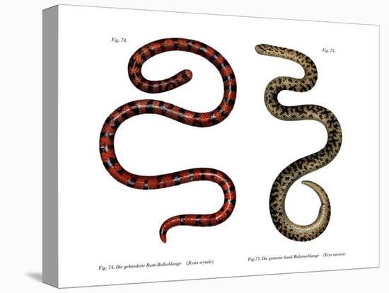 Coral Cylinder Snake-null-Stretched Canvas