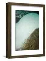 Coral Disease-Stephen Frink-Framed Photographic Print