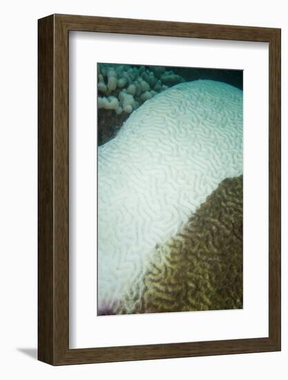 Coral Disease-Stephen Frink-Framed Photographic Print